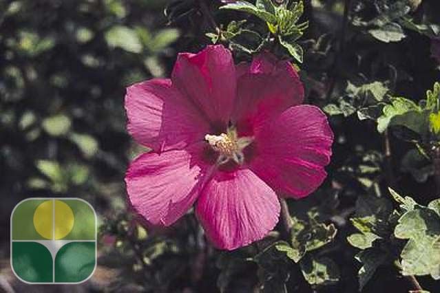 HIBISCUS syriacus 'Woodbridge'