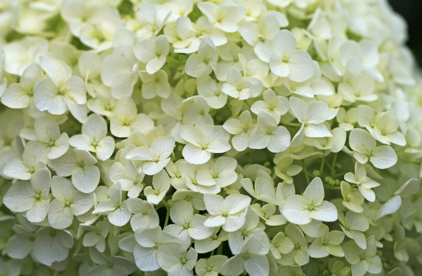 HYDRANGEA arborescens 'Annabelle'