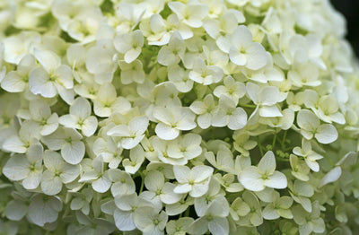 HYDRANGEA arborescens 'Annabelle'