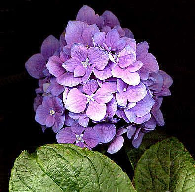 HYDRANGEA macrophylla