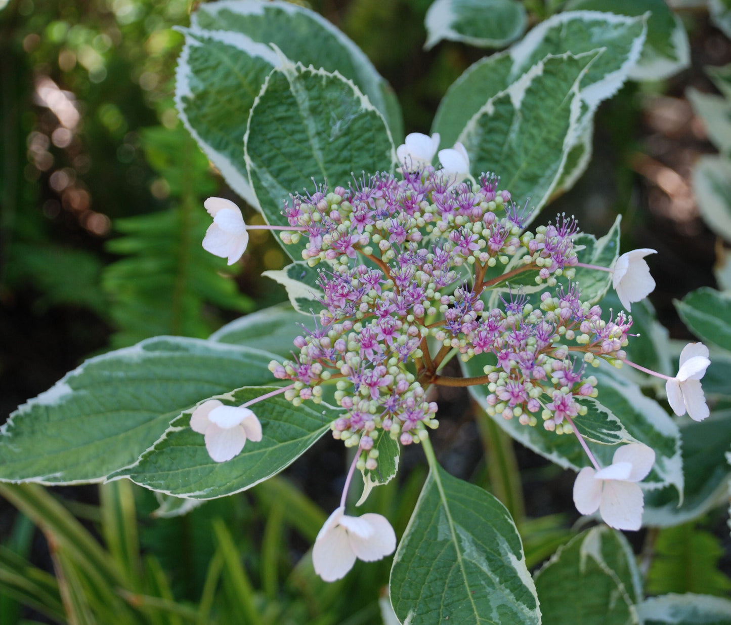 HYDRANGEA macrophylla 'Tricolor'