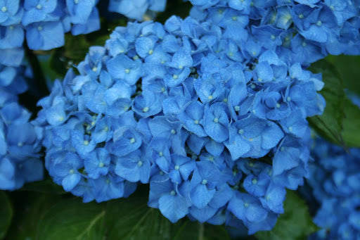 HYDRANGEA macrophylla 'Bela' ®