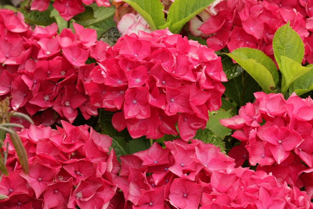 HYDRANGEA macrophylla 'Red Baron'