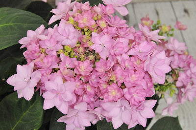 HYDRANGEA macrophylla 'You and Me Forever' ®