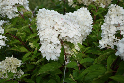 HYDRANGEA paniculata 'Grandiflora'