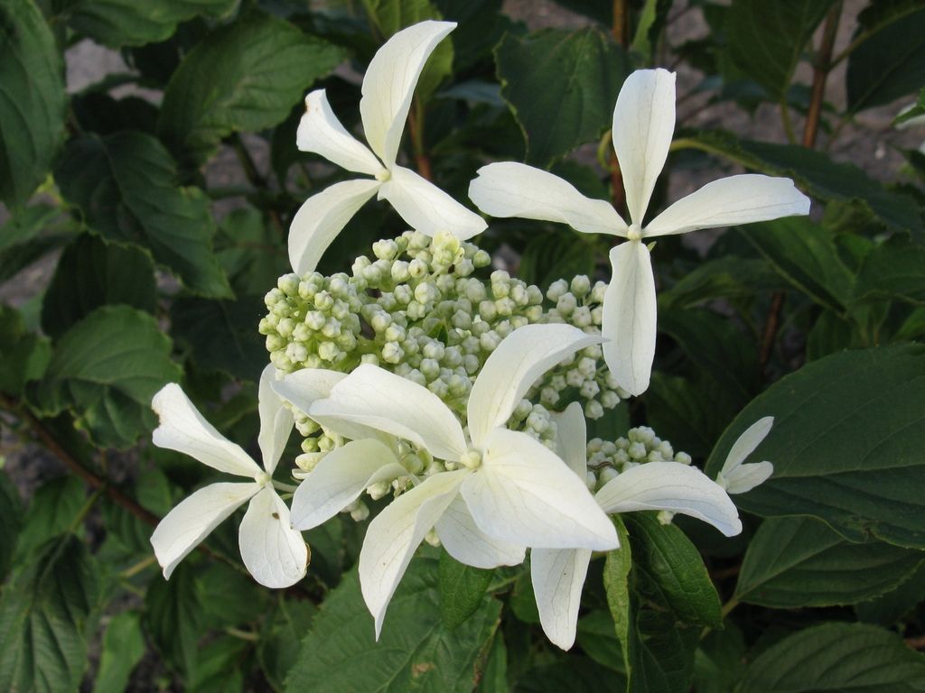 HYDRANGEA paniculata 'Great Star' ®