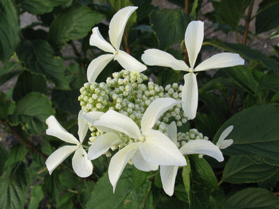 HYDRANGEA paniculata 'Great Star' ®