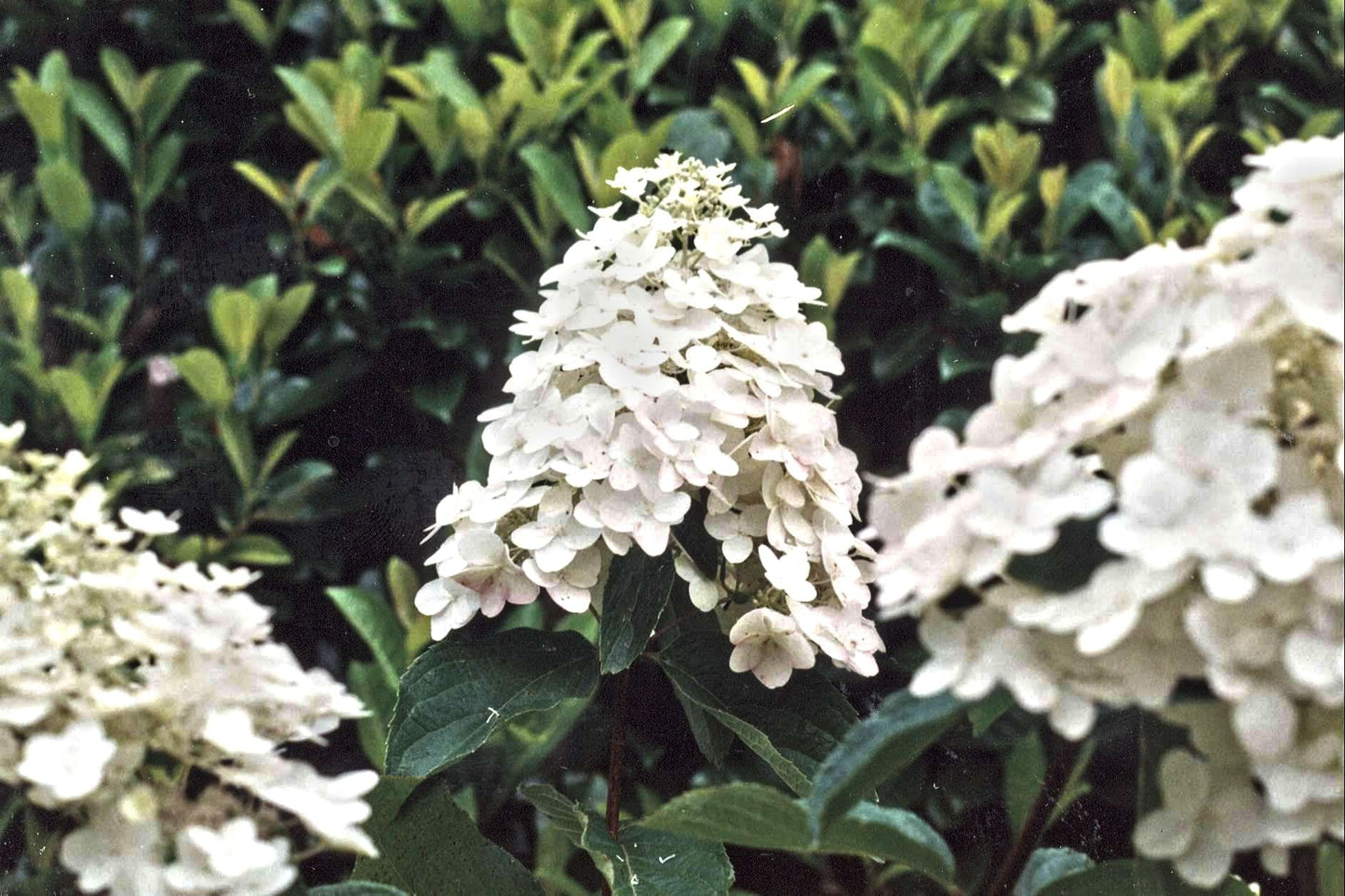HYDRANGEA paniculata 'Kyushu' ®