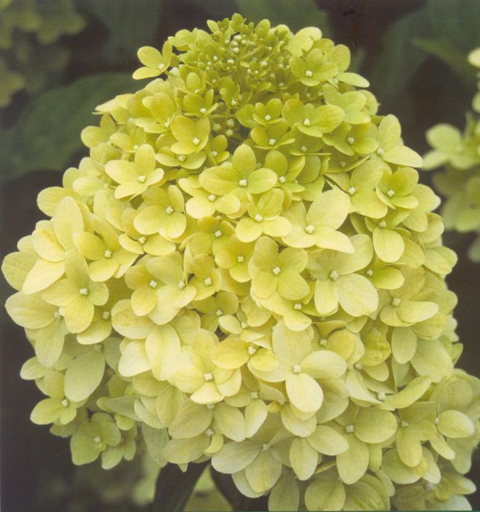 HYDRANGEA paniculata 'Limelight'