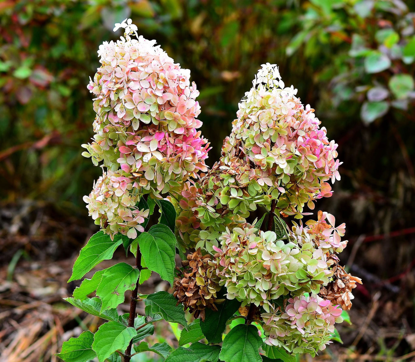 HYDRANGEA paniculata 'Phantom' ®