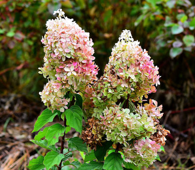 HYDRANGEA paniculata 'Phantom' ®