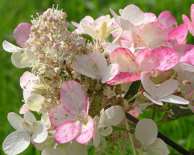 HYDRANGEA paniculata 'Pinky Winky' ®