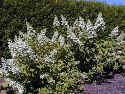 HYDRANGEA paniculata 'Unique'