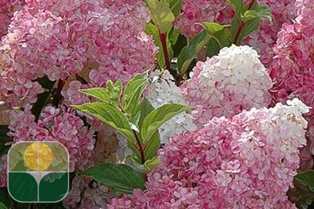 HYDRANGEA paniculata 'Vanille Fraise' ®