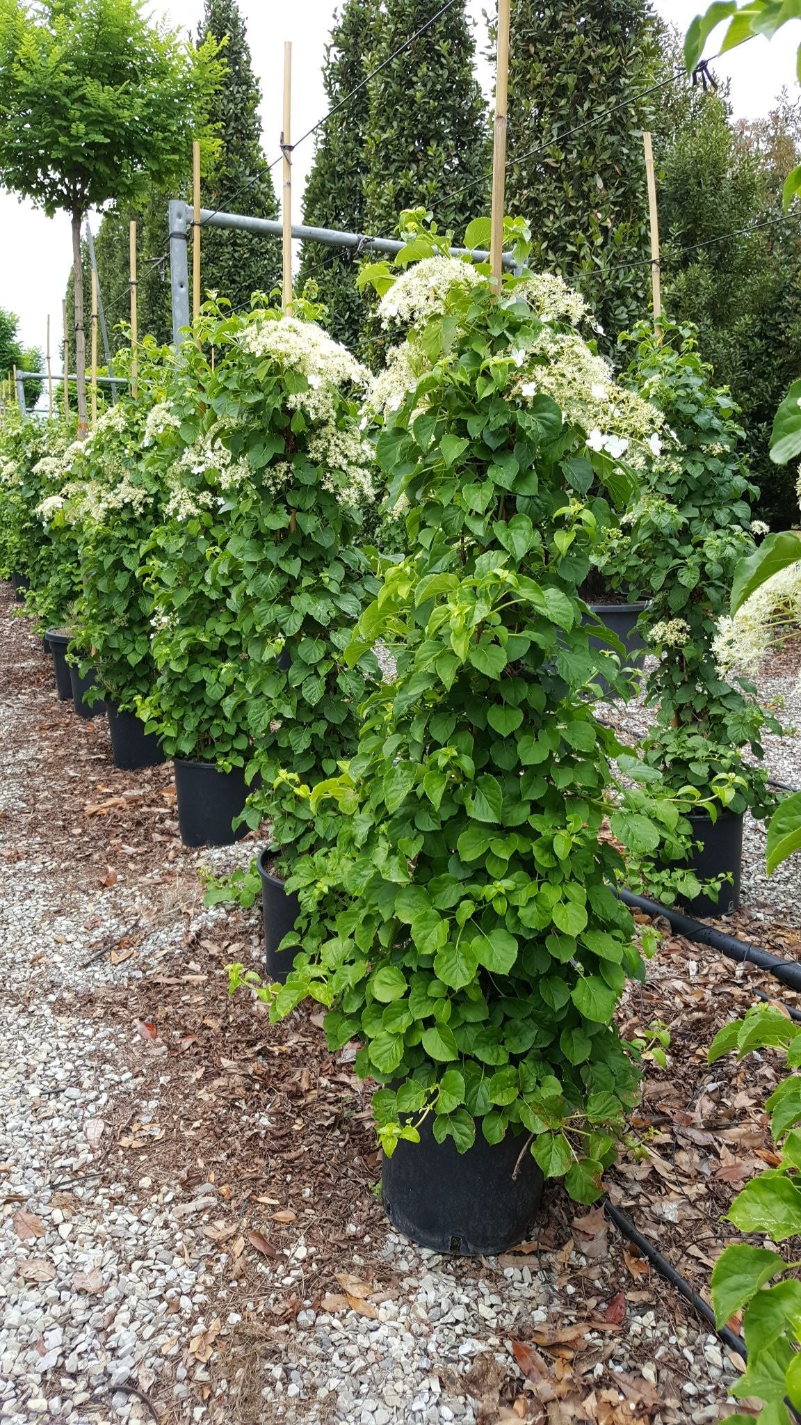 HYDRANGEA anomala ssp. petiolaris