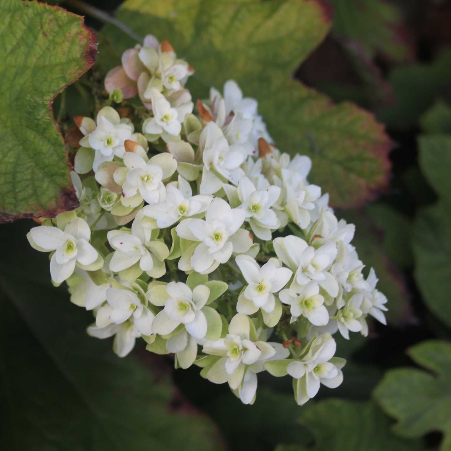 HYDRANGEA quercifolia