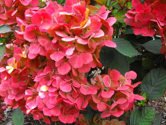 HYDRANGEA serrata 'Preziosa'