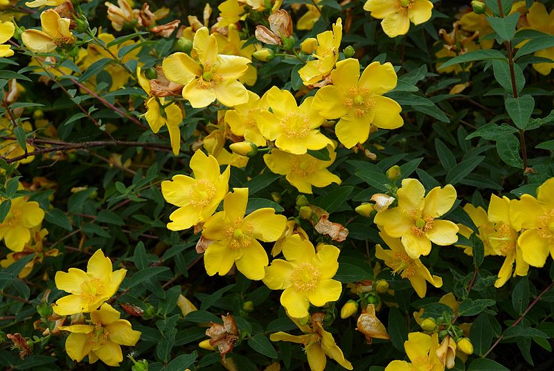 HYPERICUM calycinum