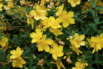 HYPERICUM calycinum