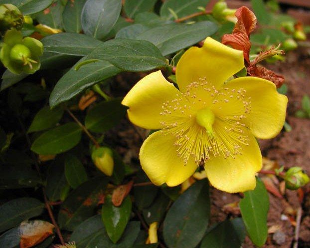 HYPERICUM x moserianum