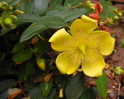 HYPERICUM x moserianum