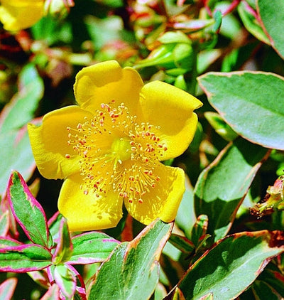 HYPERICUM x moserianum 'Tricolor'