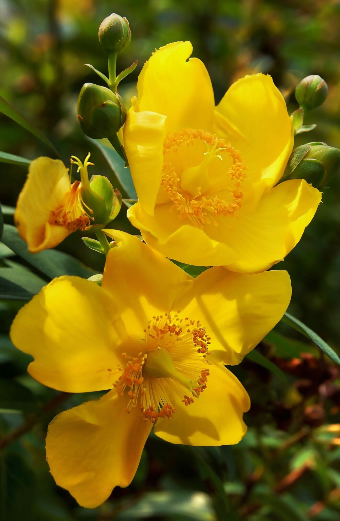 HYPERICUM patulum 'Hidcote'