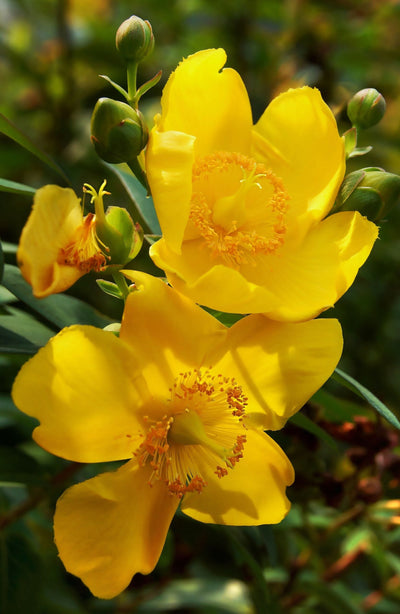HYPERICUM patulum 'Hidcote'