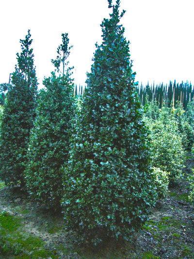 ILEX aquifolium