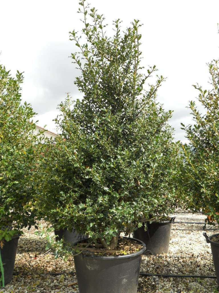 ILEX aquifolium 'Alaska'