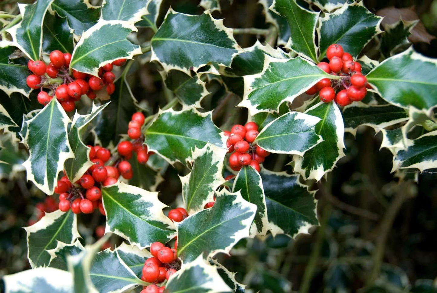 ILEX aquifolium 'Madame Briot'