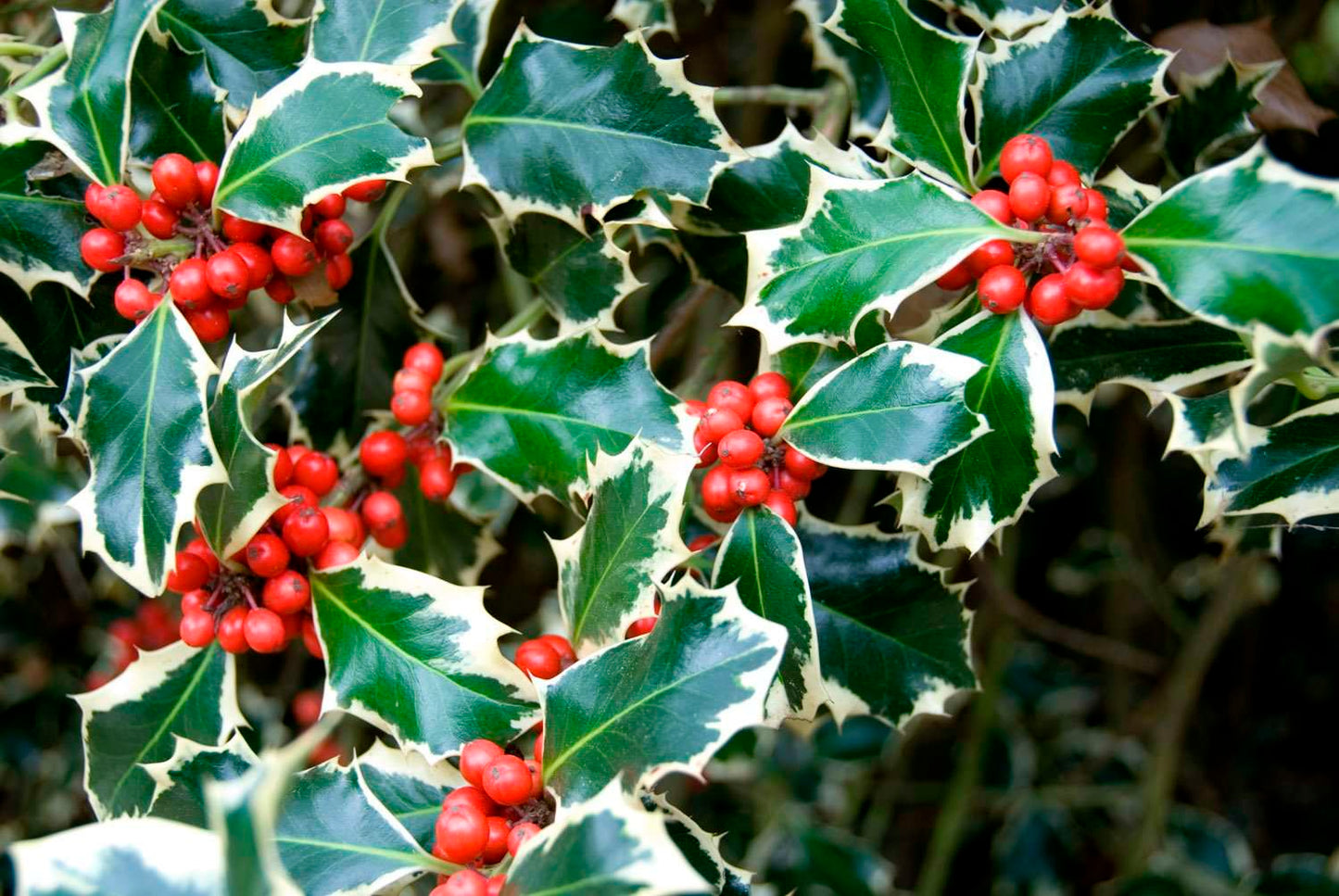 ILEX aquifolium 'Madame Briot'