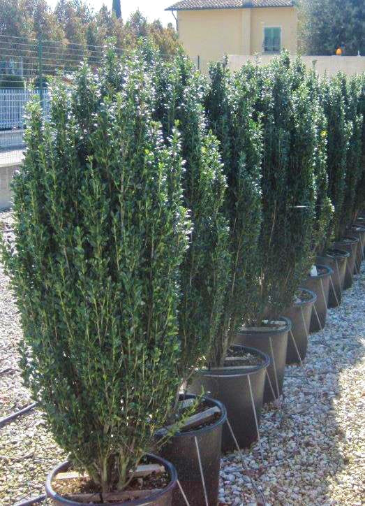 ILEX crenata 'Fastigiata'