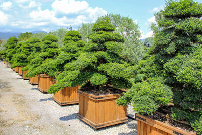 ILEX crenata 'Kinme'
