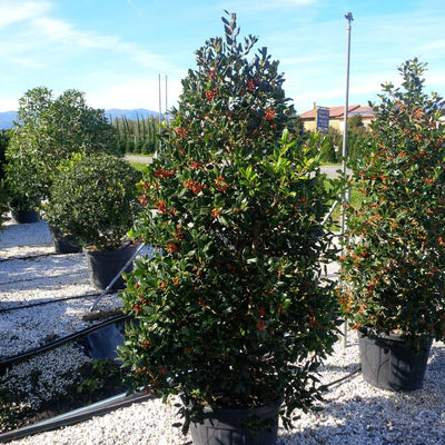ILEX x 'Nellie R. Stevens'