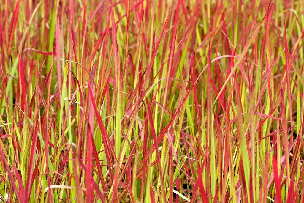 IMPERATA cylindrica 'Red Baron'