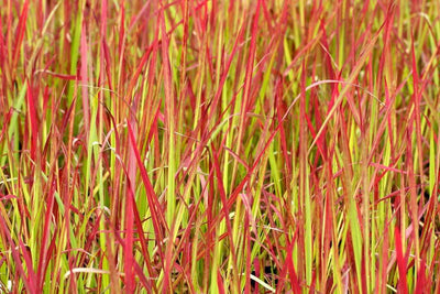 IMPERATA cylindrica 'Red Baron'