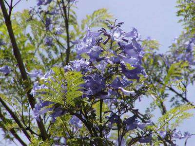 JACARANDA mimosifolia