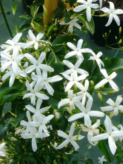 JASMINUM azoricum