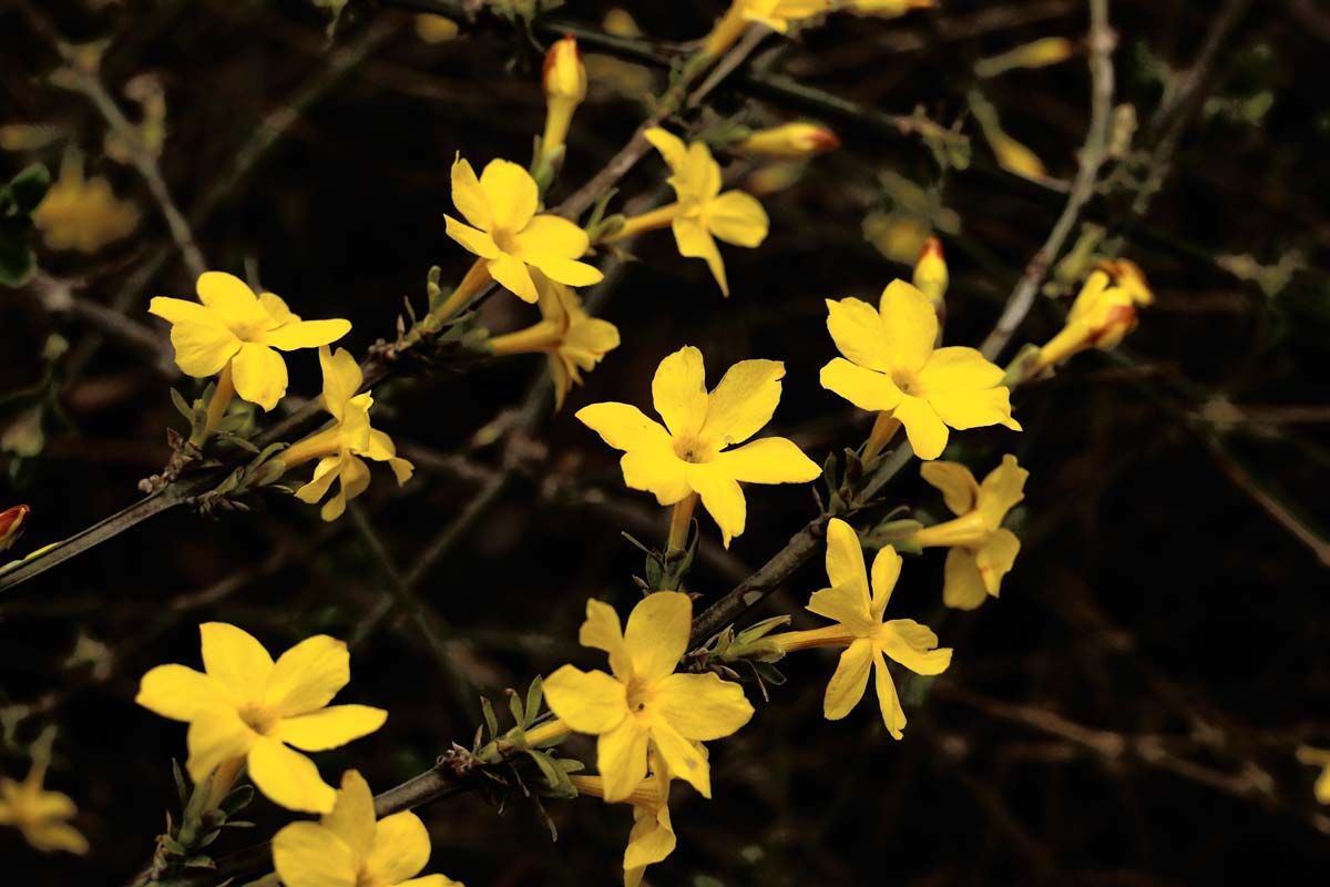 JASMINUM nudiflorum