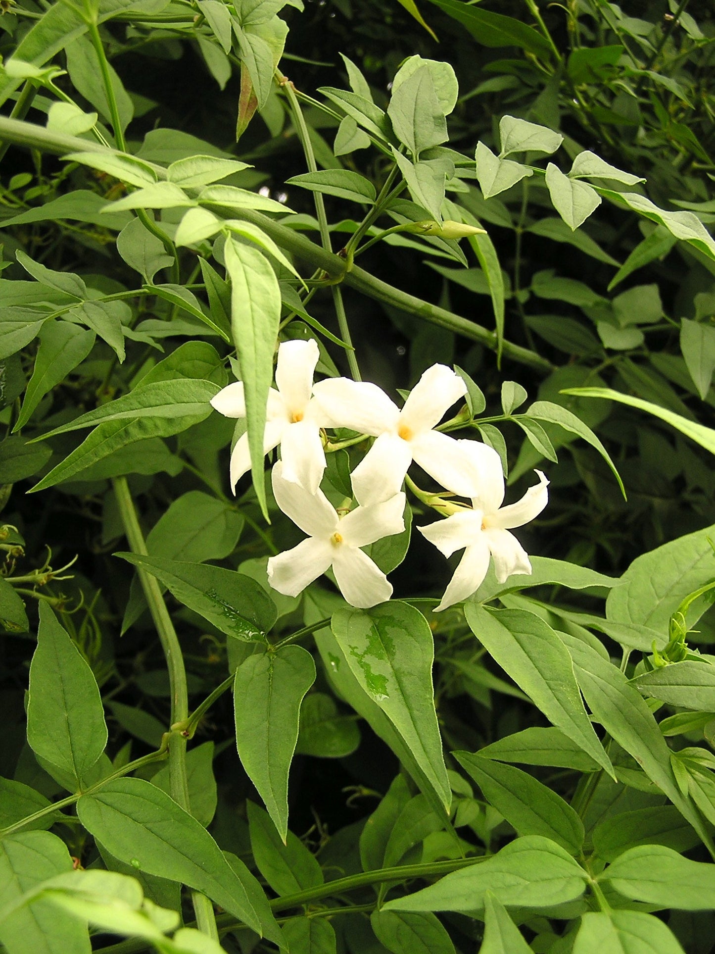 JASMINUM polyanthum