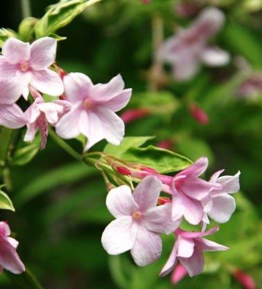 JASMINUM stephanense