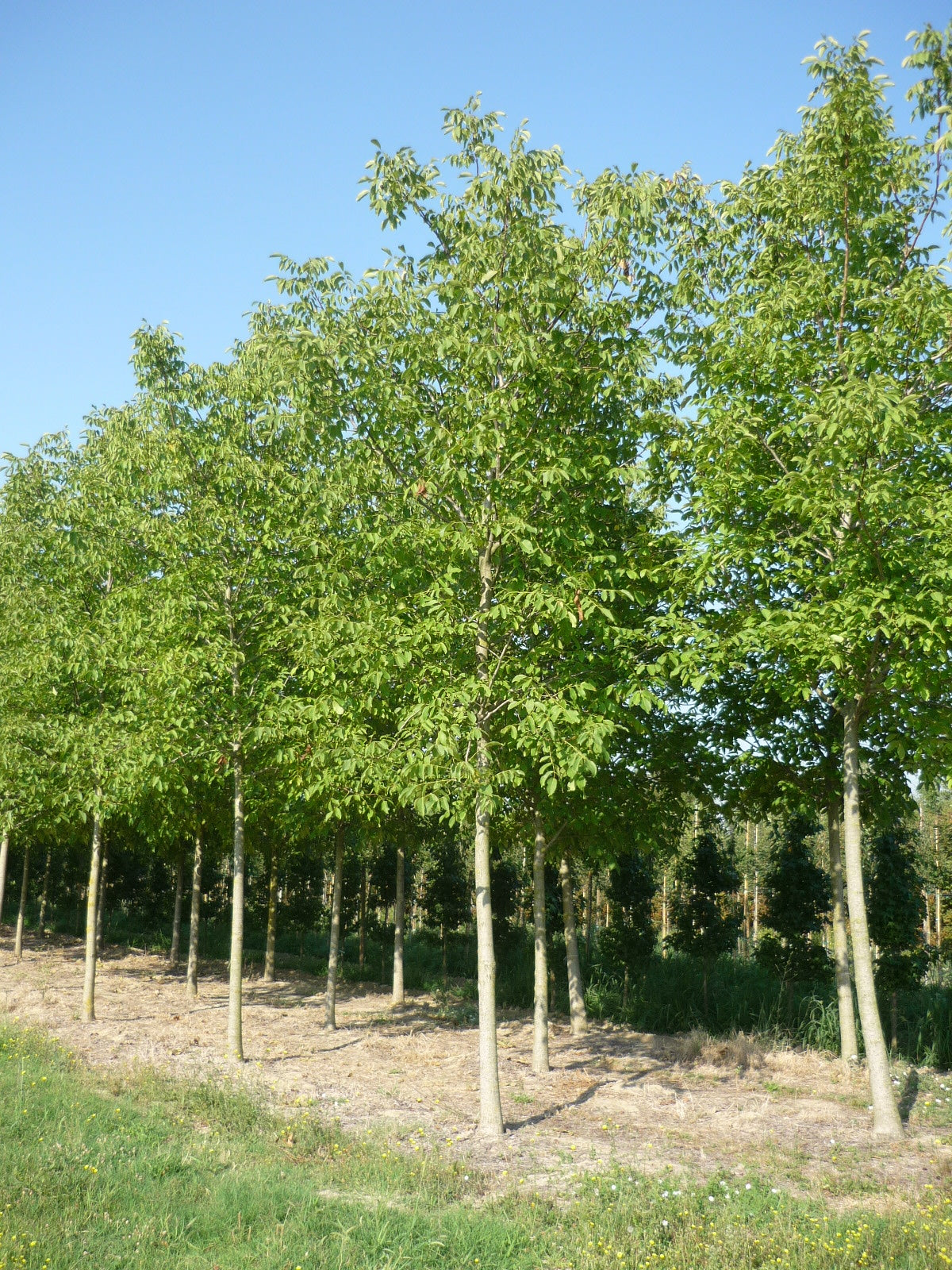 JUGLANS regia