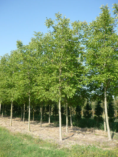 JUGLANS regia