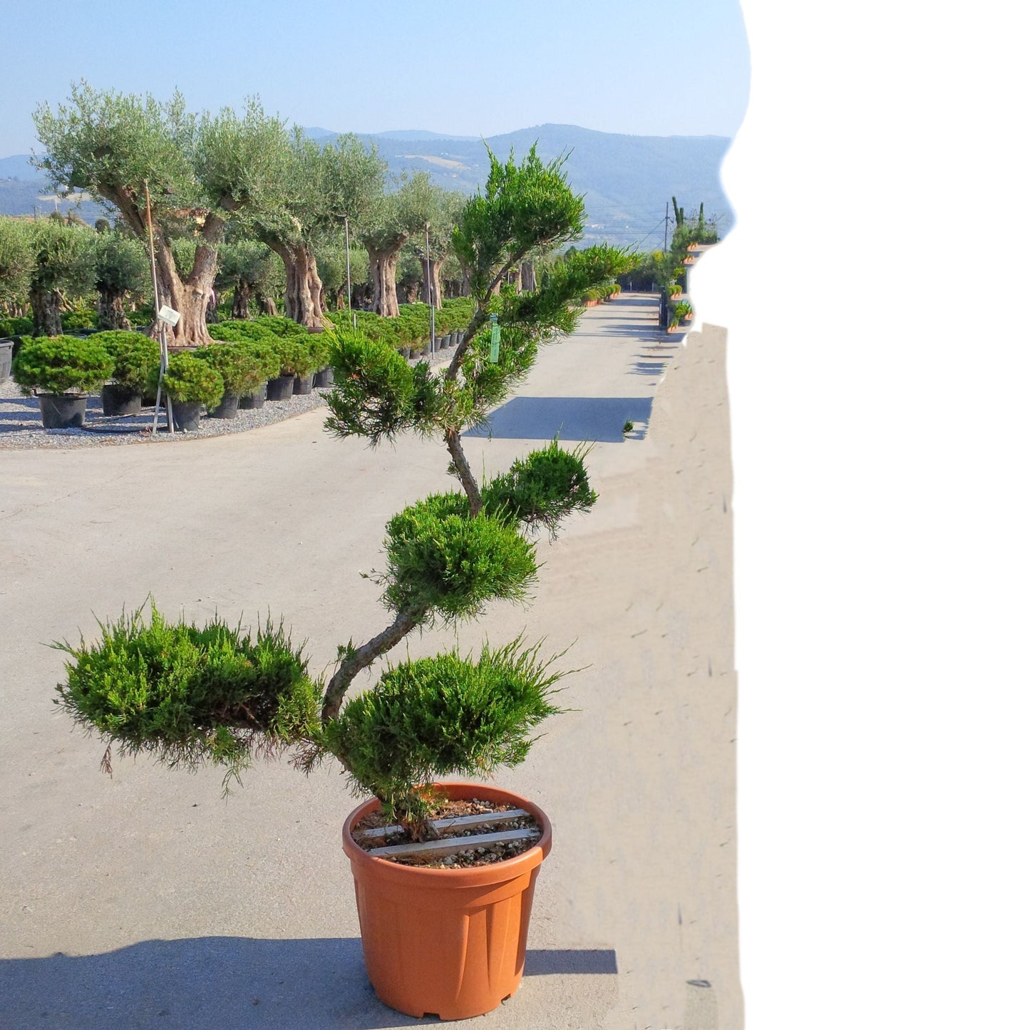 JUNIPERUS chinensis 'Mint Julep' ®