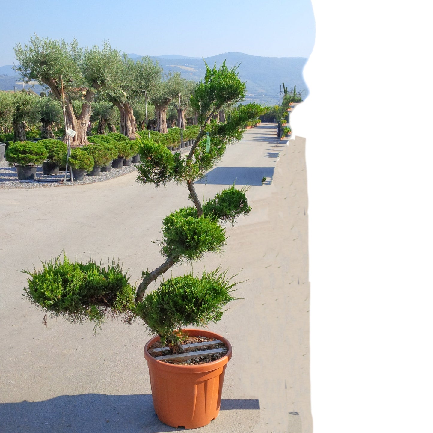 JUNIPERUS chinensis 'Mint Julep' ®