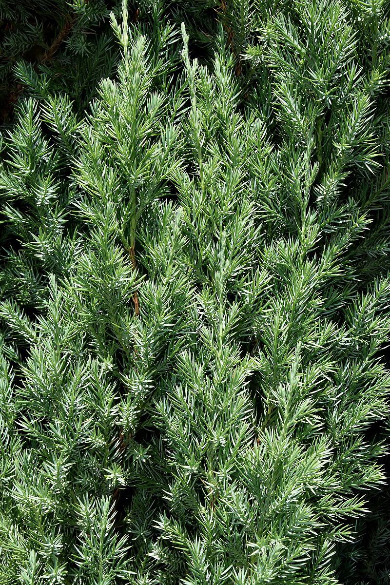 JUNIPERUS chinensis 'Stricta'