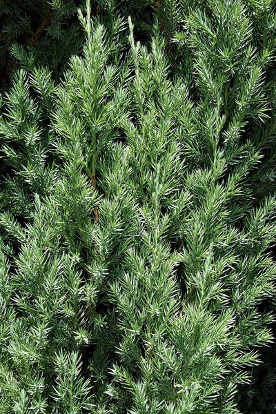 JUNIPERUS chinensis 'Stricta'
