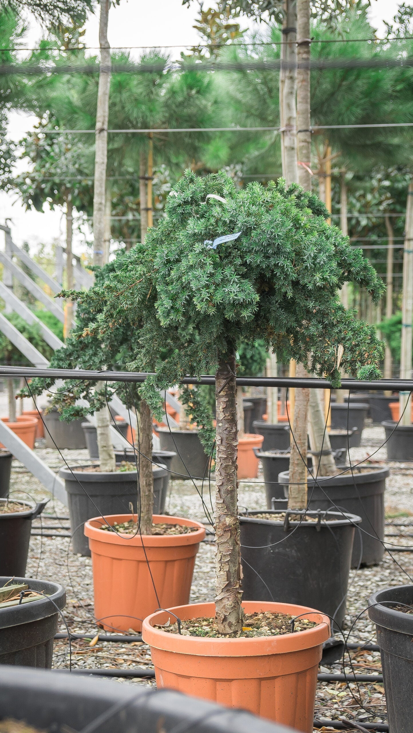 JUNIPERUS conferta 'Blue Pacific'