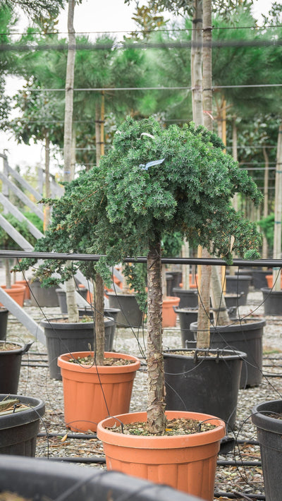 JUNIPERUS conferta 'Blue Pacific'